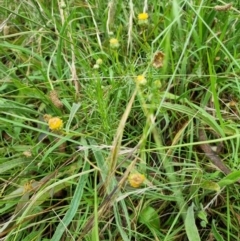 Rutidosis leptorhynchoides (Button Wrinklewort) at Yarralumla, ACT - 27 Dec 2021 by jpittock