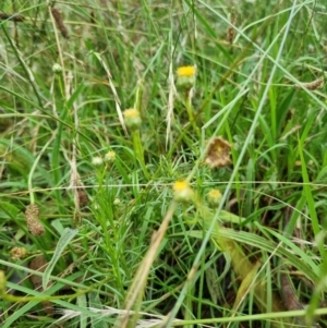 Rutidosis leptorhynchoides at Yarralumla, ACT - 27 Dec 2021