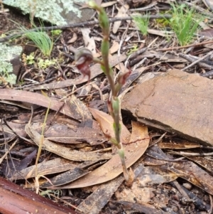 Oligochaetochilus boormanii at Jimenbuen, NSW - 7 Nov 2021