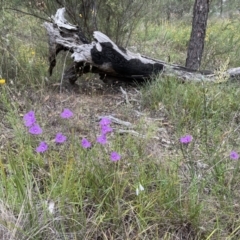 Thysanotus tuberosus (Common Fringe-lily) at Hawker, ACT - 27 Dec 2021 by JohnBrannan