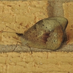 Heteronympha merope (Common Brown Butterfly) at Wanniassa, ACT - 26 Dec 2021 by JohnBundock