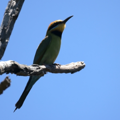 Merops ornatus (Rainbow Bee-eater) at Uriarra Recreation Reserve - 21 Dec 2021 by jb2602