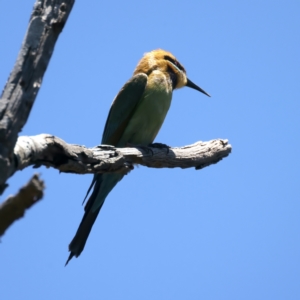 Merops ornatus at Stromlo, ACT - 21 Dec 2021