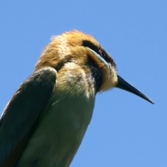 Merops ornatus at Stromlo, ACT - 21 Dec 2021 12:29 PM