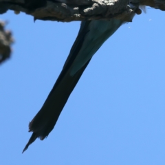 Merops ornatus at Stromlo, ACT - 21 Dec 2021