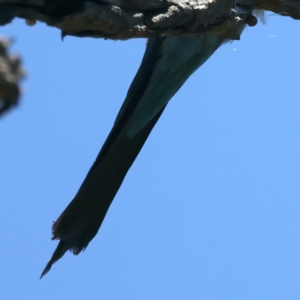 Merops ornatus at Stromlo, ACT - 21 Dec 2021 12:29 PM