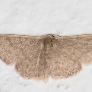 Idaea (genus) at Melba, ACT - 21 Oct 2021 10:45 PM