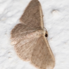 Idaea (genus) at Melba, ACT - 21 Oct 2021 10:45 PM