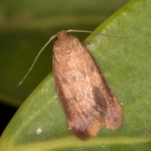 Tachystola acroxantha at Melba, ACT - 21 Oct 2021