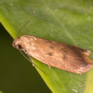 Tachystola acroxantha at Melba, ACT - 21 Oct 2021