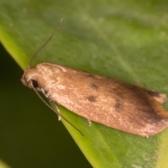 Tachystola acroxantha at Melba, ACT - 21 Oct 2021