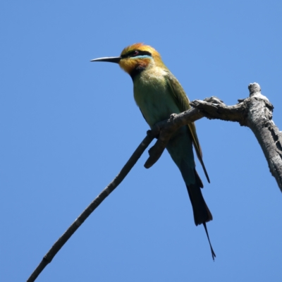 Merops ornatus (Rainbow Bee-eater) at Uriarra Recreation Reserve - 21 Dec 2021 by jb2602