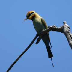 Merops ornatus at Stromlo, ACT - 21 Dec 2021 11:56 AM