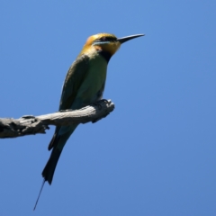 Merops ornatus at Stromlo, ACT - 21 Dec 2021 11:56 AM