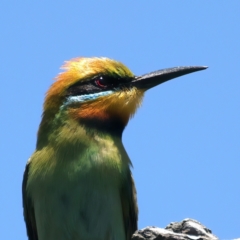 Merops ornatus at Stromlo, ACT - 21 Dec 2021 11:56 AM