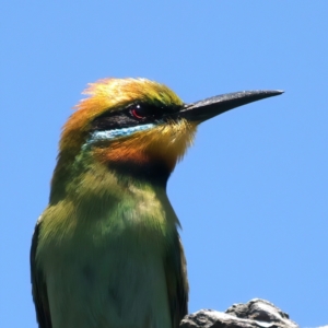 Merops ornatus at Stromlo, ACT - 21 Dec 2021 11:56 AM