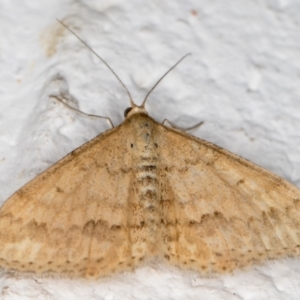 Scopula rubraria at Melba, ACT - 21 Oct 2021 10:54 PM