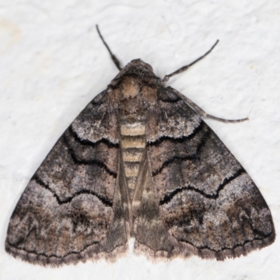 Dysbatus undescribed species (A Line-moth) at Melba, ACT - 22 Oct 2021 by kasiaaus