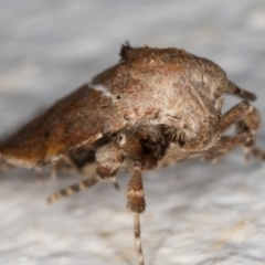 Arachnographa micrastrella at Melba, ACT - 22 Oct 2021