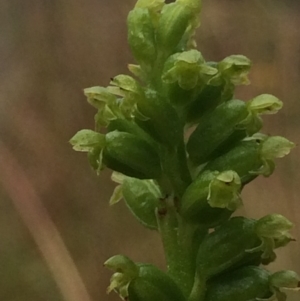 Microtis parviflora at Hackett, ACT - 27 Dec 2021