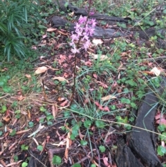 Dipodium roseum (Rosy Hyacinth Orchid) at Watson Green Space - 26 Dec 2021 by petersan