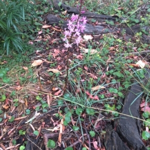 Dipodium roseum at Watson, ACT - suppressed