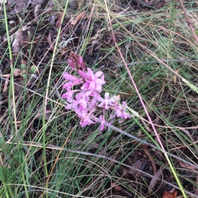 Dipodium roseum (Rosy Hyacinth Orchid) at Hackett, ACT - 27 Dec 2021 by petersan