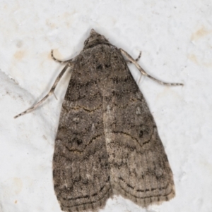 Calathusa sp nr dispila at Melba, ACT - 22 Oct 2021