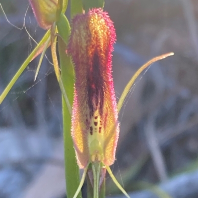 Cryptostylis hunteriana (Leafless Tongue Orchid) at Vincentia, NSW - 20 Dec 2021 by AnneG1