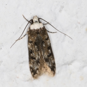 Endrosis sarcitrella at Melba, ACT - 22 Oct 2021 08:48 PM