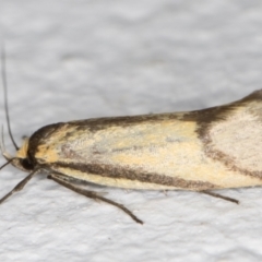 Philobota undescribed species near arabella (A concealer moth) at Melba, ACT - 22 Oct 2021 by kasiaaus