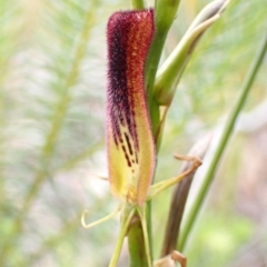 Cryptostylis hunteriana (Leafless Tongue Orchid) at Vincentia, NSW - 22 Dec 2021 by AnneG1