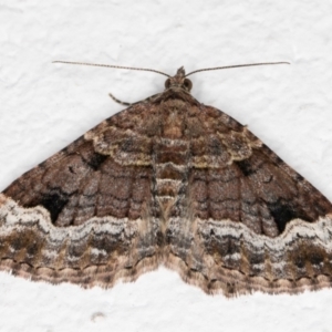 Epyaxa subidaria at Melba, ACT - 22 Oct 2021 08:51 PM