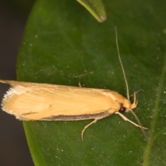 Philobota protecta (A concealer moth) at Melba, ACT - 22 Oct 2021 by kasiaaus