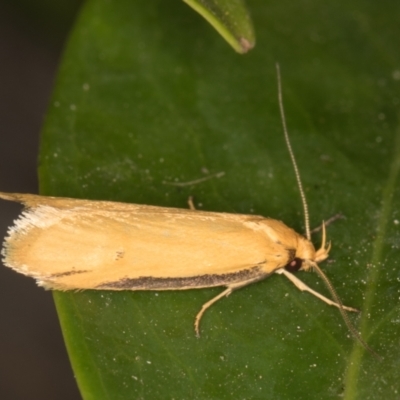 Philobota protecta (A concealer moth) at Melba, ACT - 22 Oct 2021 by kasiaaus