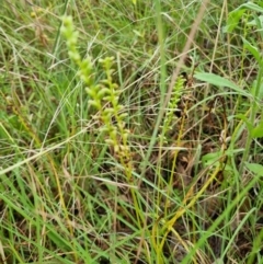 Microtis sp. (Onion Orchid) at Attunga Point - 27 Dec 2021 by jpittock