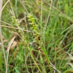 Microtis sp. at Yarralumla, ACT - 27 Dec 2021