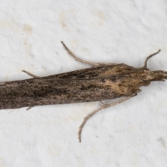 Etiella behrii (Lucerne Seed Web Moth) at Melba, ACT - 22 Oct 2021 by kasiaaus