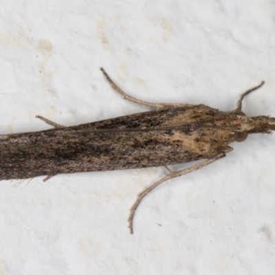 Etiella behrii (Lucerne Seed Web Moth) at Melba, ACT - 22 Oct 2021 by kasiaaus