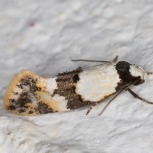 Euphiltra angustior at Melba, ACT - 22 Oct 2021 10:16 PM