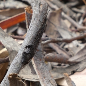 Glenoleon sp. (genus) at Jerrabomberra, NSW - 26 Dec 2021