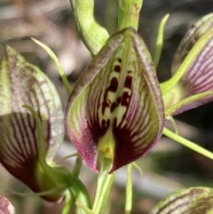 Cryptostylis erecta (Bonnet Orchid) at Vincentia, NSW - 21 Dec 2021 by AnneG1