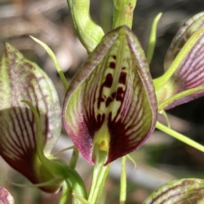 Cryptostylis erecta (Bonnet Orchid) at Vincentia, NSW - 21 Dec 2021 by AnneG1