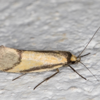 Philobota undescribed species near arabella (A concealer moth) at Melba, ACT - 22 Oct 2021 by kasiaaus