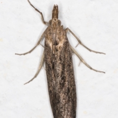 Faveria tritalis (Couchgrass Webworm) at Melba, ACT - 22 Oct 2021 by kasiaaus