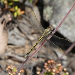 Orthetrum caledonicum (Blue Skimmer) at Jerrabomberra, NSW - 26 Dec 2021 by Steve_Bok