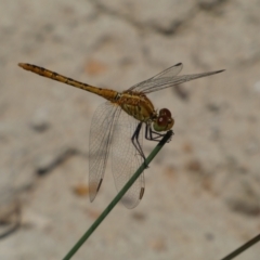 Diplacodes bipunctata (Wandering Percher) at Jerrabomberra, NSW - 26 Dec 2021 by Steve_Bok