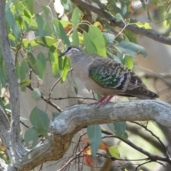 Phaps chalcoptera (Common Bronzewing) at Mount Jerrabomberra QP - 26 Dec 2021 by Steve_Bok