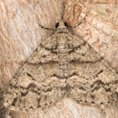 Lipogya eutheta (Grey Bark Moth) at Melba, ACT - 22 Oct 2021 by kasiaaus