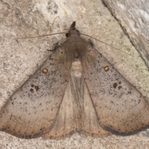 Rhapsa suscitatalis at Melba, ACT - 22 Oct 2021 10:20 PM